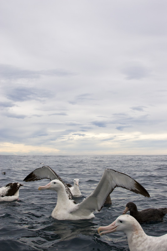 Wandering Albatross Spreading Its Wings
